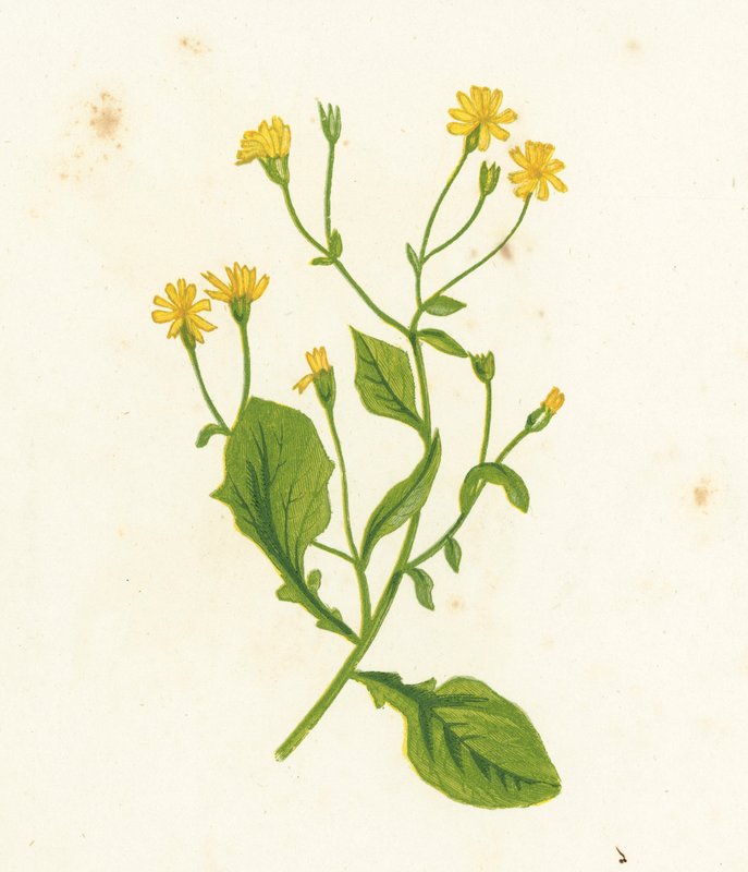 Közönséges mellbimbófű, Lapsana Communis alkotó: English School