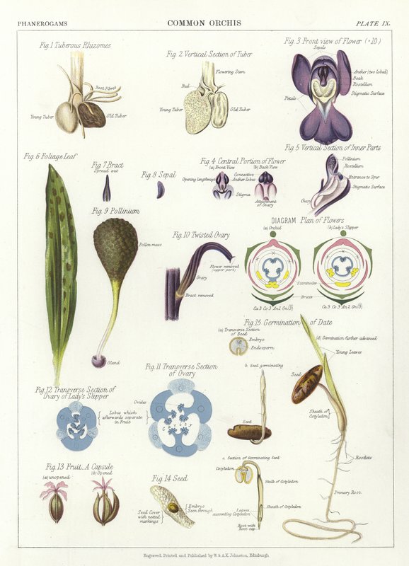 Közönséges orchis alkotó: English School