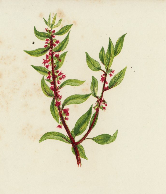 Közönséges fali pellitórium, Parietaria Officinalis (színes litho) alkotó: English School