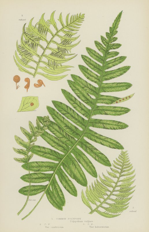 Közönséges polipody (színes litho) alkotó: English School