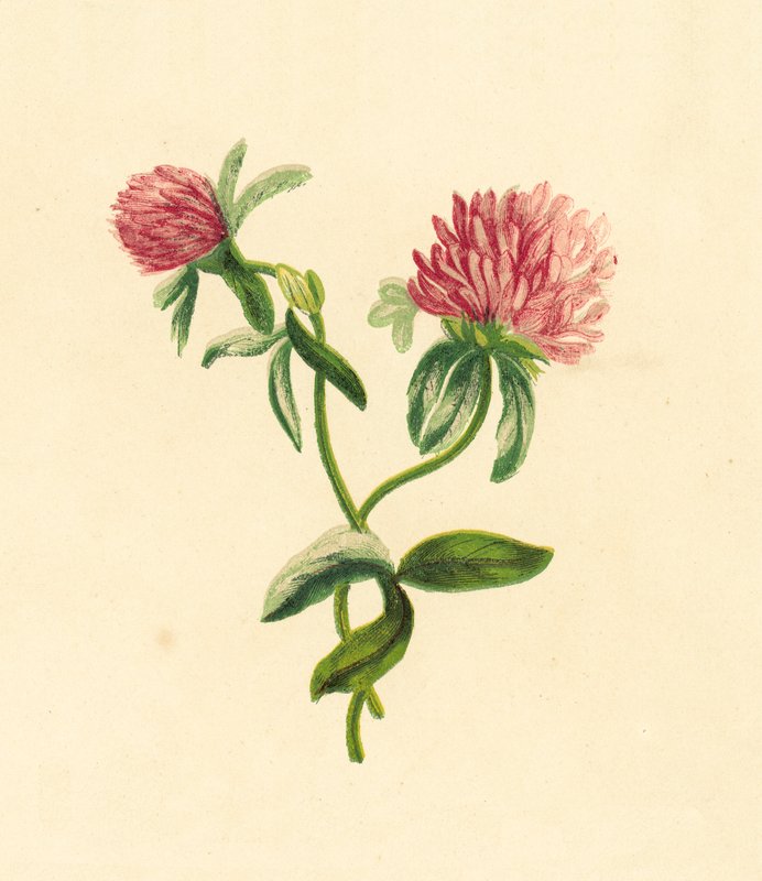 Közönséges lila levélfű, Trifolium Pratense alkotó: English School