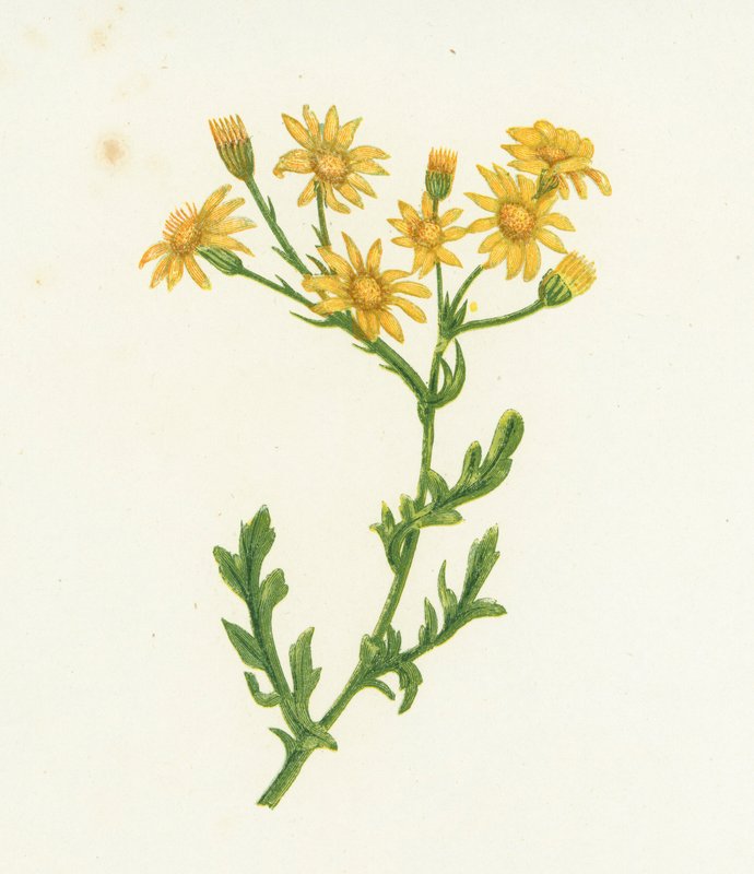 Közönséges parlagfű, Senecio Jacobaea alkotó: English School