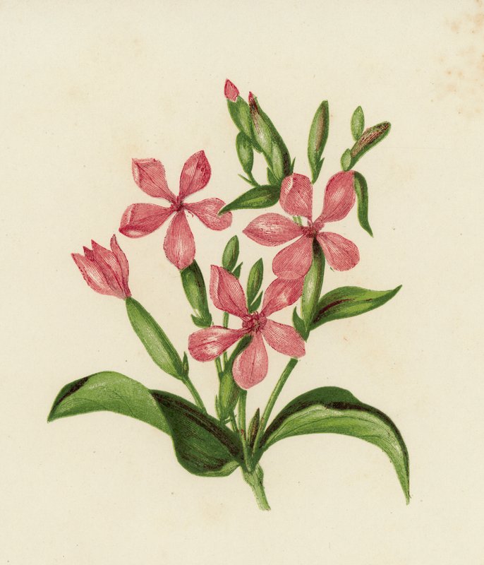 Közönséges szappanfű, Saponaria Officinalis (színes litho) alkotó: English School