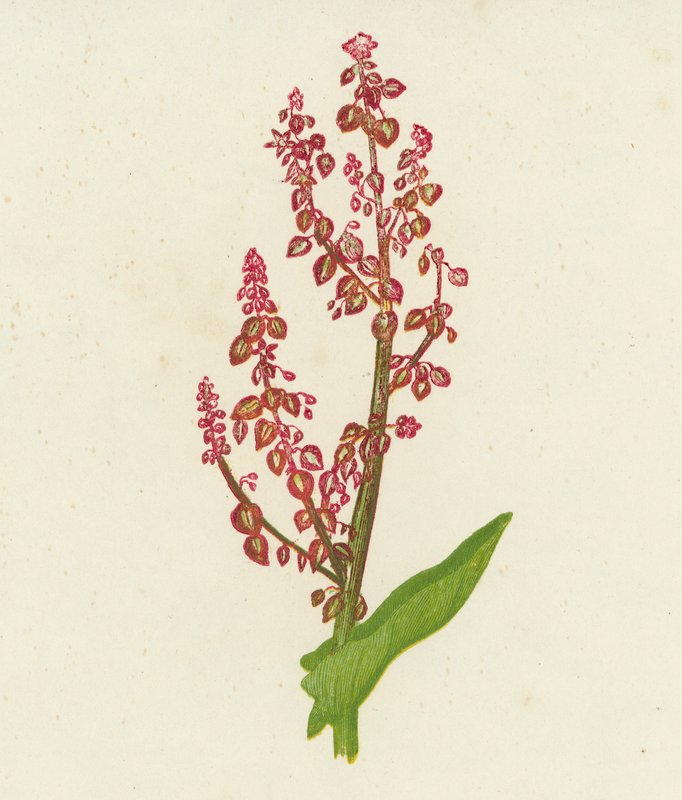 Közönséges sóska, Rumex Acetosa (színes litográfia) alkotó: English School