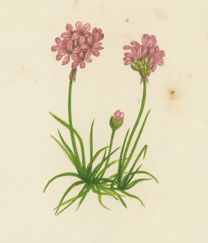 Common Thrift, Statice Armeria (színes litho) alkotó: English School