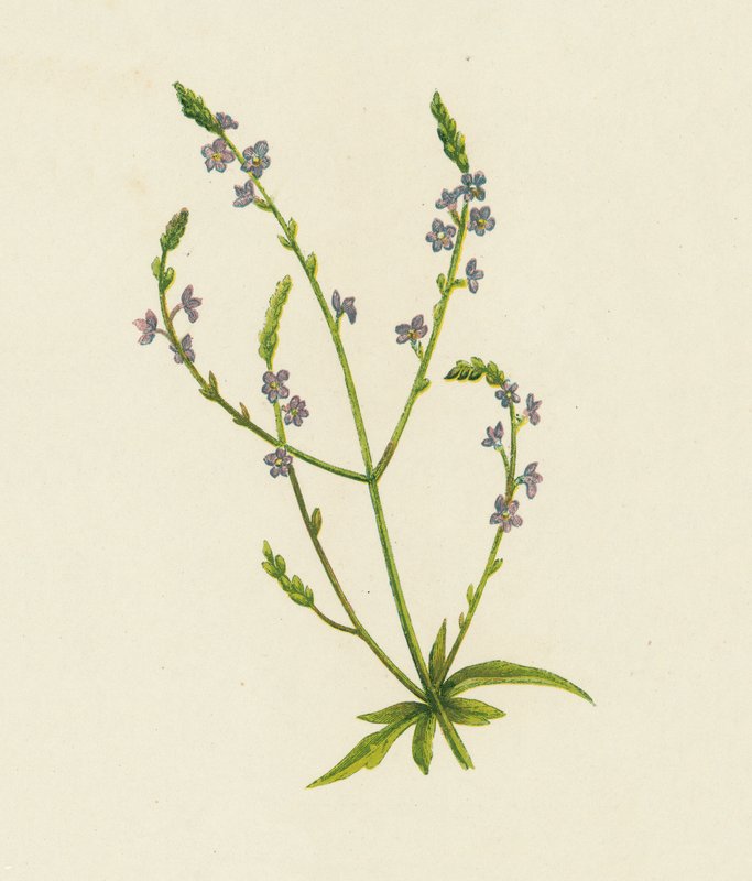 Közönséges verbéna, Verbena Officinalis (színes litho) alkotó: English School