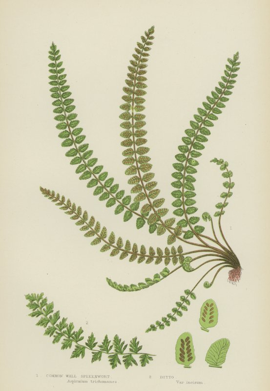 Common Wall Spleenwort (színes litho) alkotó: English School