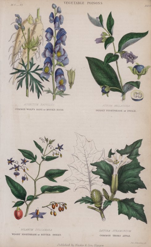 Közönséges farkastorony vagy szerzetesi csuklya; Deadly Nightshade vagy Dwale; Woody Nightshade vagy Bitter Sweet; Közönséges tövis alma (színes metszet) alkotó: English School