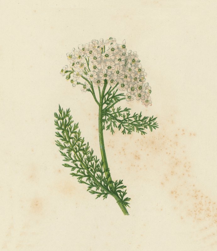 Közönséges cickafark vagy cickafarkfű, Achillea Millefolium (színes litho) alkotó: English School