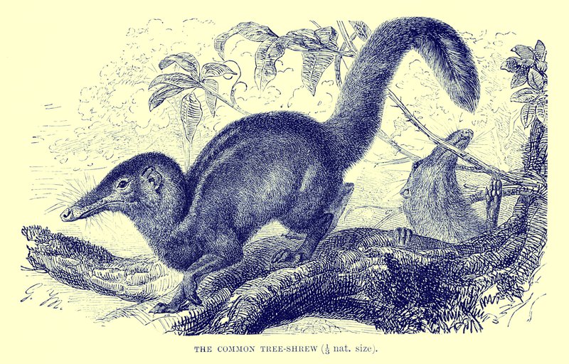 Közönséges facska, illusztráció a "The Royal Natural History"-ból (litográfia) alkotó: English School