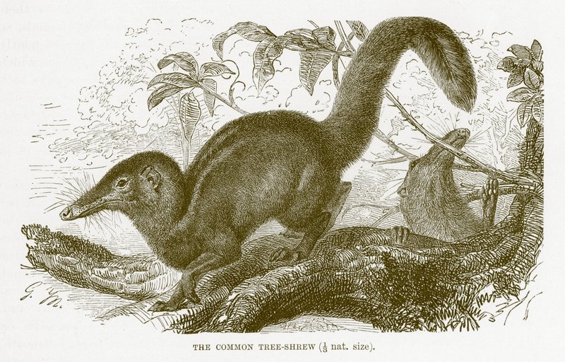 Közönséges cickány, illusztráció a The Royal Natural History-ból alkotó: English School