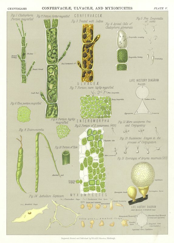 Confervaceae, Ulvaceae és Myxomycetes alkotó: English School