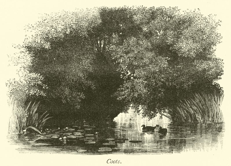 Coots alkotó: English School