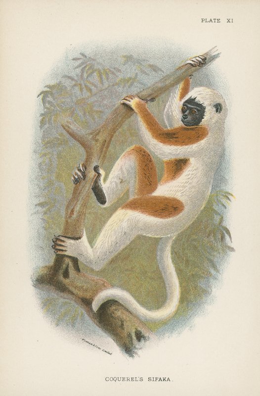 Coquerel Sifaka alkotó: English School