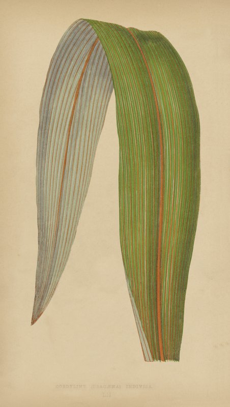Cordyline (Dracaena) Osztatlan alkotó: English School