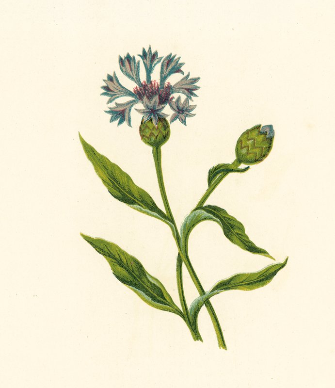 Corn Blue-Bottle, Centaurea Cyanus (színes litográfia) alkotó: English School