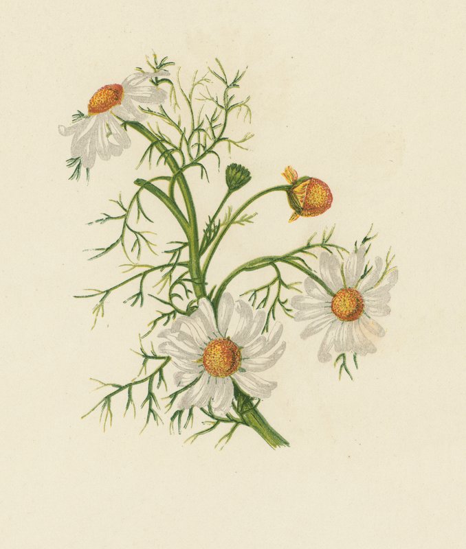 Kukoricafű, Pyrethrum Inodorum (színes litho) alkotó: English School