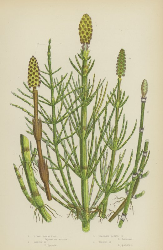 Kukorica zsurló, durva zsurló, sima csupasz zsurló, mocsári zsurló (színes litho) alkotó: English School