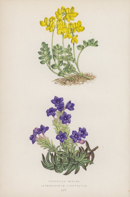 Kis koronák; Lithospermum Prostratum (színes litho) alkotó: English School