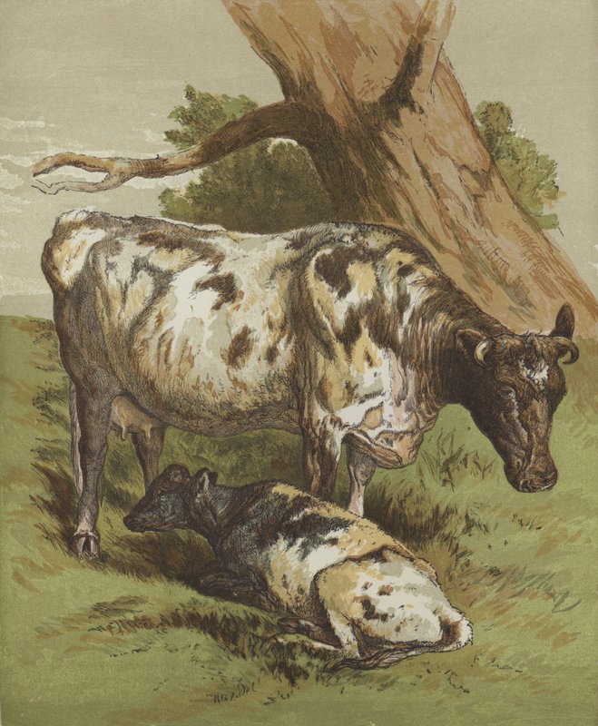 Tehén és borjú (színes litho) alkotó: English School