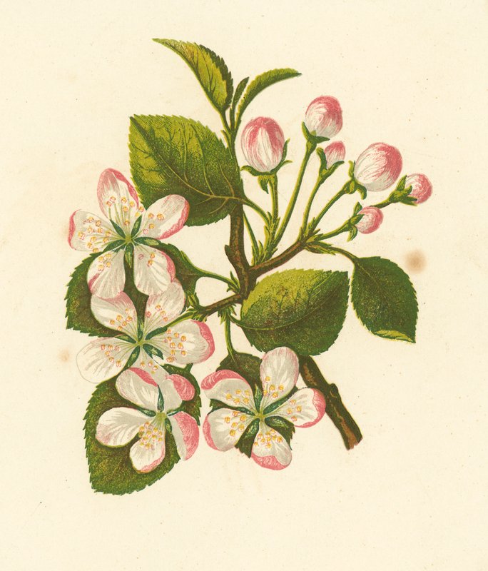 Rákalma, Pyrus Malus (színes litográfia) alkotó: English School