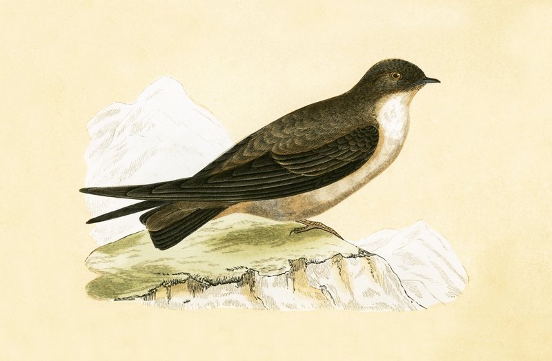 Crag Swallow, illusztráció Charles Robert Bree (1811-86) „A History of the Birds of the Birds of Europe Not Observed in the British Isles” című művéből, 1867-ben. alkotó: English School