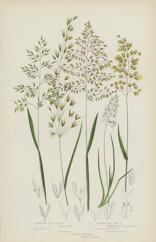 Kúszó puha fű, réti puha fű, fűszerű zab, északi szentfű, tarajos koelia (színes litho) alkotó: English School