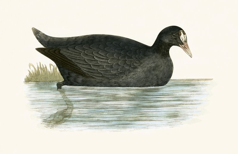 Tarajos szárcsa, illusztrációja Charles Robert Bree (1811-86) „Európa madarainak története, amelyeket nem figyeltek meg a Brit-szigeteken” című művéből, 1867-ben megjelent alkotó: English School