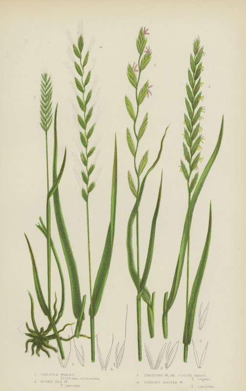 Tarajos búza, Rozsdás tengeri búza, Kúszóbúza vagy Heverőfű, Rostos gyökerű búza (színes litho) alkotó: English School