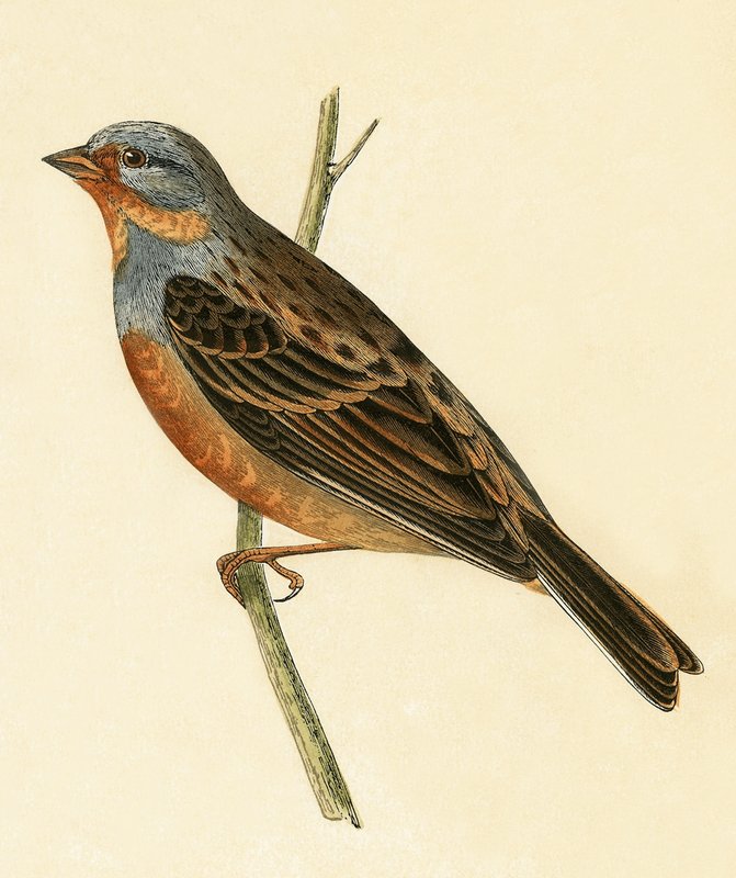 Cretzschmaer sármánya, illusztrációja Charles Robert Bree (1811-86) „A Brit-szigeteken nem megfigyelt európai madarak története” című művéből, 1867-ben megjelent alkotó: English School