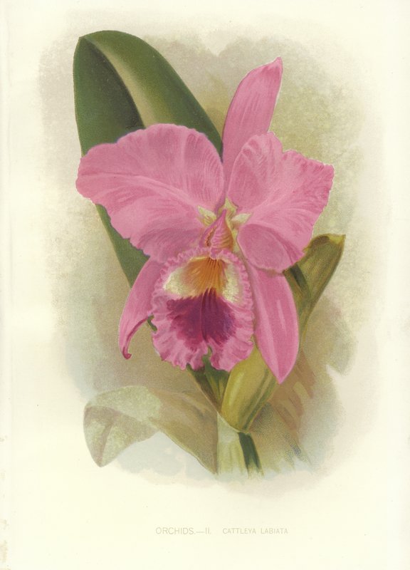 Bíbor Cattleya alkotó: English School