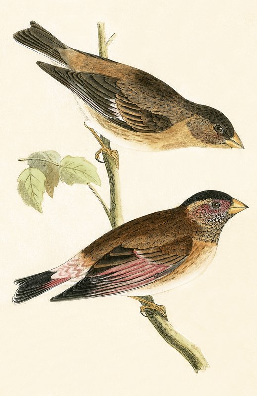 Crimson Winged Grosbeak, illusztráció Charles Robert Bree (1811-86) „A History of the Birds of the Birds of Europe Not Observed in the British Isles” című művéből, 1867. alkotó: English School