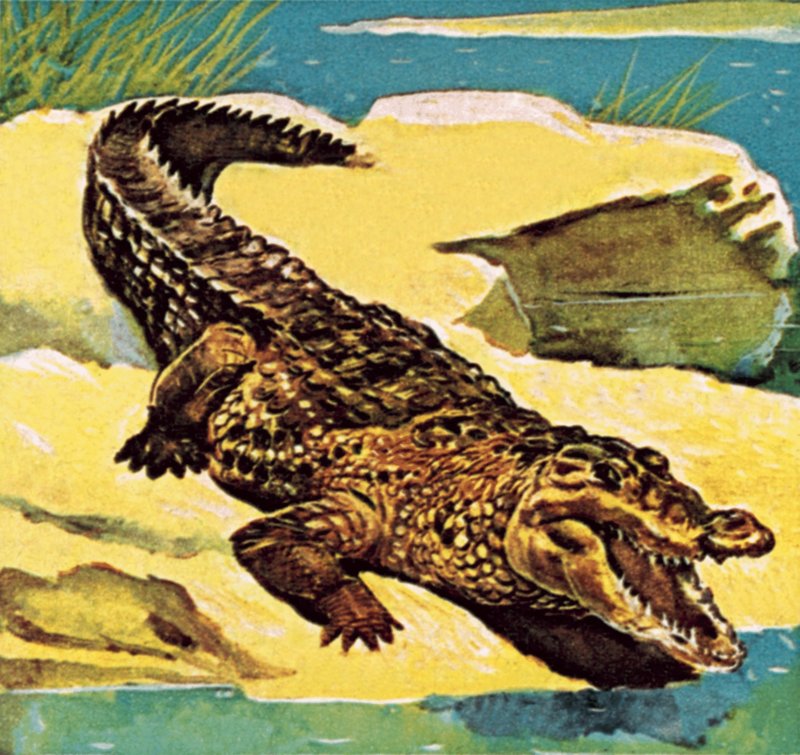 Krokodil alkotó: English School