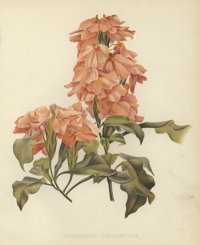Crossandra undulaefolia alkotó: English School