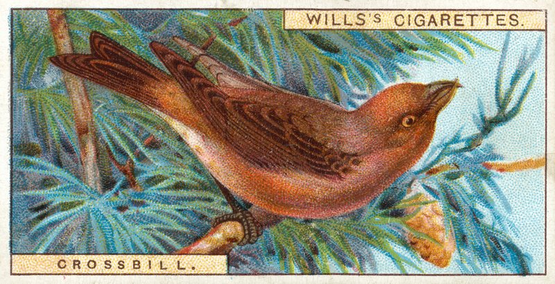 Crossbill alkotó: English School