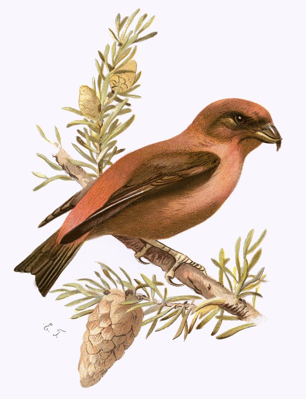 Crossbill alkotó: English School