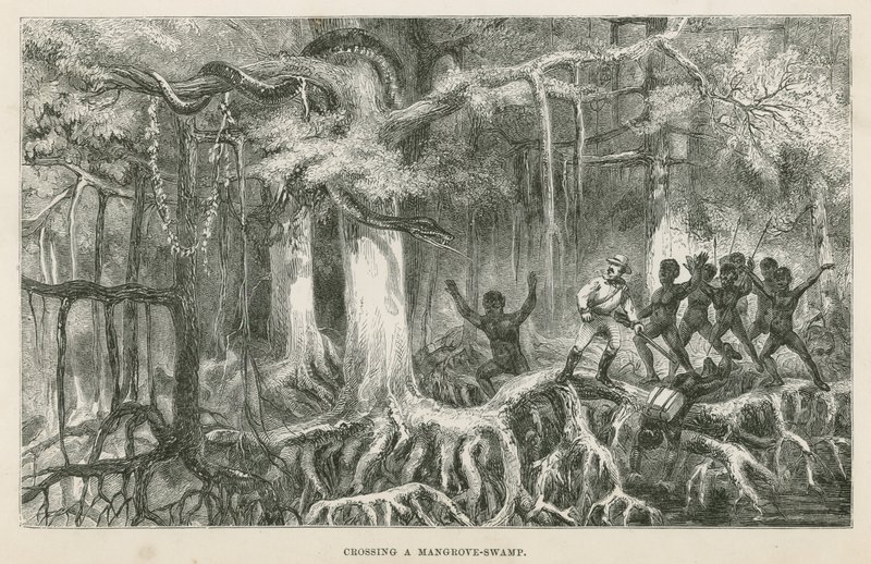 Átkelés egy mangrove mocsáron alkotó: English School