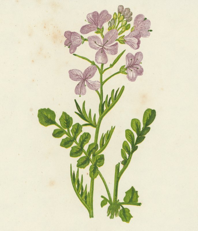 Kakukkvirág, Cardamine Pratensis (színes litográfia) alkotó: English School