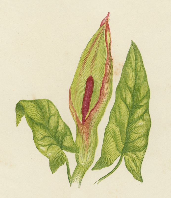 Kakukkfű, Arum Maculatum (színes litográfia) alkotó: English School