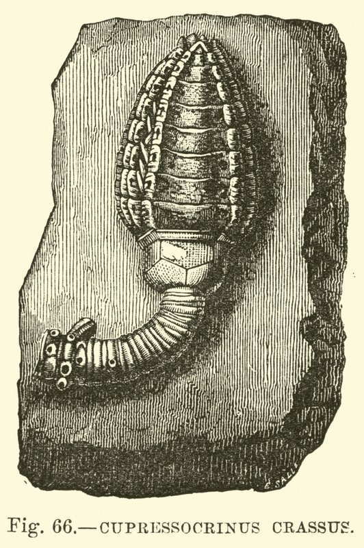 Cypressocrinus alkotó: English School