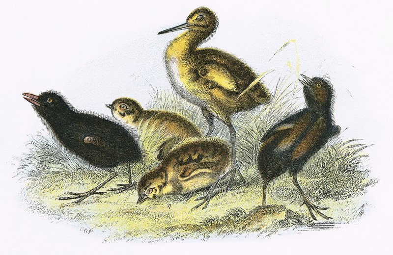 Curlew, Land Rail, Partridge és Moor Tyúk (az óramutató járásával megegyező irányban) alkotó: English School