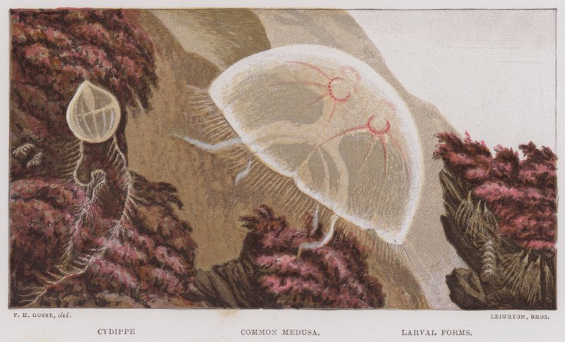 Cydippe, közönséges medúza, lárvaformák (színes litho) alkotó: English School