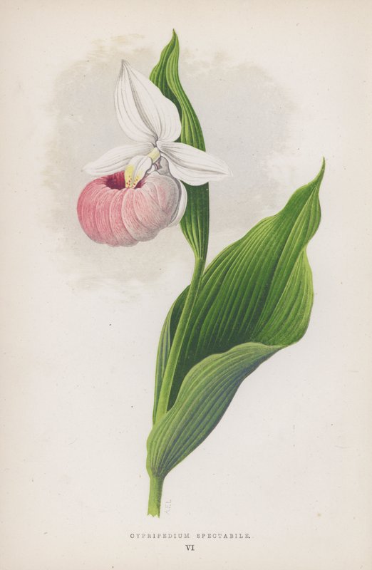 Cypripedium Spectabile (színes litó) alkotó: English School