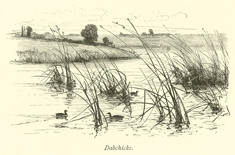 Dabchicks alkotó: English School