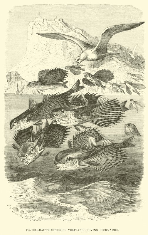 Dactylopterus Volitans, Flying Gurnards alkotó: English School