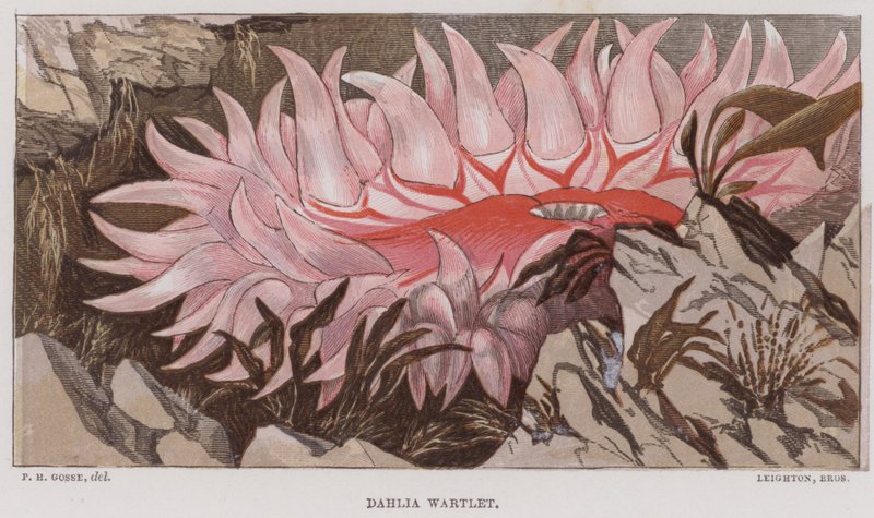 Dahlia Wartlet (színes litográfia) alkotó: English School