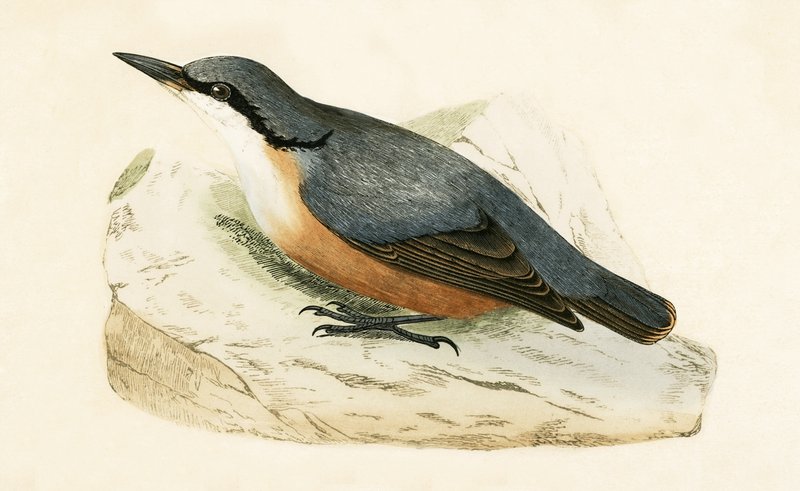 Dalmát dió, illusztráció Charles Robert Bree (1811-86) „A Brit-szigeteken nem megfigyelt európai madarak története” című művéből, 1867. alkotó: English School