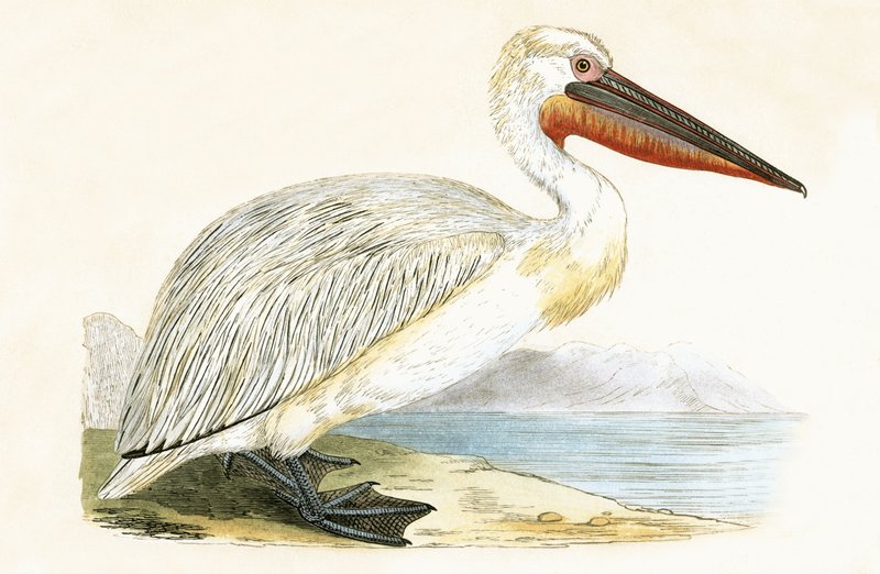 Dalmát pelikán, illusztráció Charles Robert Bree (1811-86) "A History of the Birds of Europe Not Observed in the British Isles" című, 1867-ben megjelent művéből. alkotó: English School