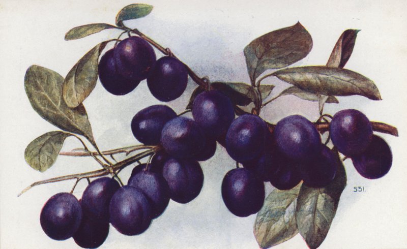 Damson, "The Merryweather" (színes litográfia) alkotó: English School