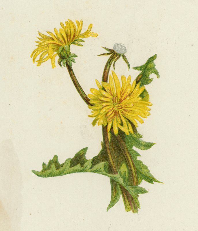 Gyermekláncfű, Leontodon Taraxacum (színes litó) alkotó: English School